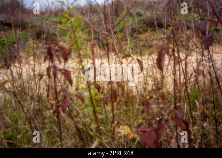 Natural intimate landscape demonstrating the colours, patterns and textures in the found environment Stock Photo