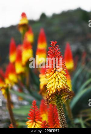 Colorful blossom of aloe vera plant after rain on tropical garden in La Palma volcanic island in canary Spain. Selective focus. Stock Photo