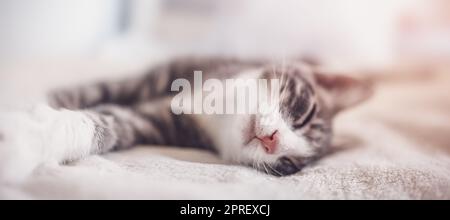 Little gray kitten lying and dreaming indoors Stock Photo