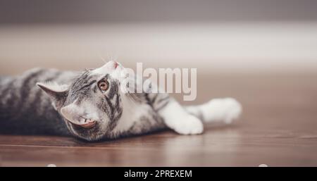 Little gray kitten lying on the floor indoors Stock Photo