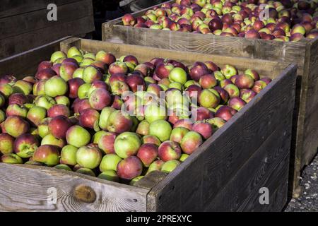 apples harvest fruit box organic diet fresh food orchard market Stock Photo