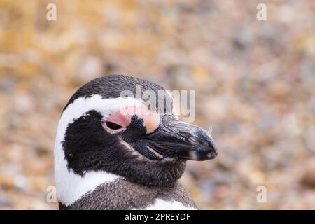 Magellanic penguin close up. Punta Tombo penguin colony, Patagonia Stock Photo