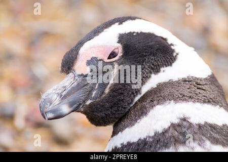 Magellanic penguin close up. Punta Tombo penguin colony, Patagonia Stock Photo