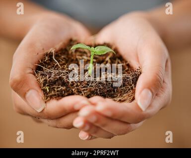 Sustainable, eco friendly and hands holding plant with soil to protect the environment and ecosystem. Closeup of female with a young new sprout or seedling for the sustainable growth of nature Stock Photo