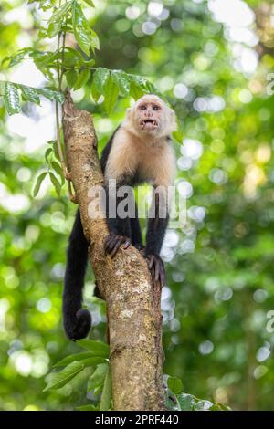 Colombian white-faced capuchin (Cebus capucinus), Manuel Antonio National Park, Costa Rica Stock Photo