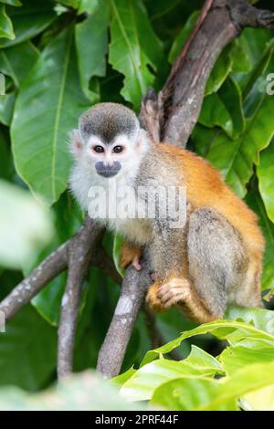 Central American squirrel monkey, Saimiri oerstedii, Quepos, Costa Rica wildlife Stock Photo