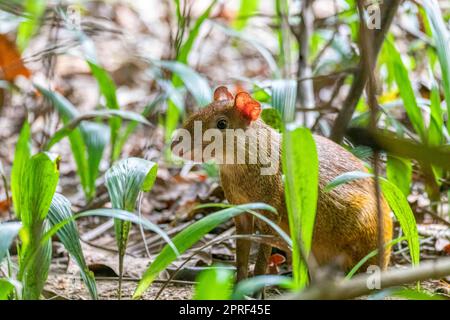 Central American agouti - Dasyprocta punctata, Curu Wildlife Reserve, Costa Rica wildlife Stock Photo