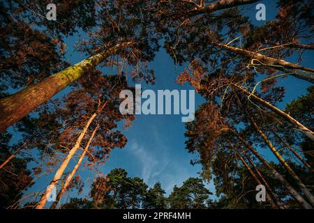 Crown Of Pine Trees Woods Under Night Starry Sky. Night Landscape With ...
