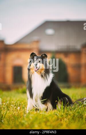 Rough Collie, lassie, Dog Stock Photo - Alamy