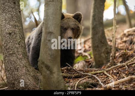 Brown bear hiding behind a tree in woodland with copy space. Stock Photo