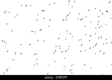 Exposed white sky full of birds flying overhead Stock Photo