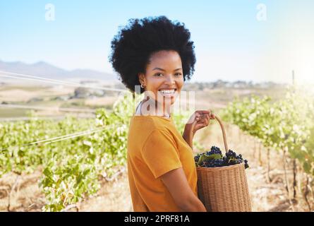 Woman picking grapes in vineyard, wine farm and sustainability fruit orchard in rural countryside. Portrait of happy black farmer carrying a basket of sweet, fresh and organic produce in agriculture Stock Photo