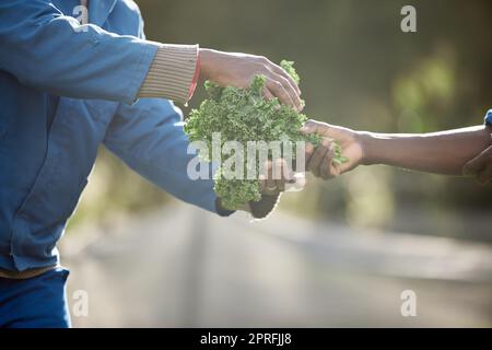 Sustainability, farm environment and kale leaf plants for agriculture harvesting in countryside with growth and nature. Workers in vegetable garden farming with healthy green crops from natural earth Stock Photo