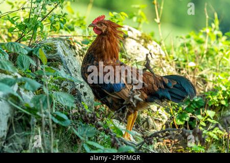 Free range chickens on a German farm in the summer Stock Photo