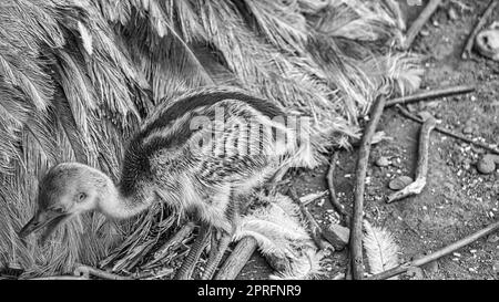 nandu chick at the nest. Baby bird exploring the surroundings. Animal photo. Stock Photo