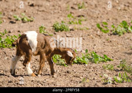 Kid of goat eating roots Stock Photo - Alamy