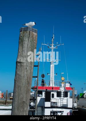 Seagull on a pole in Harlesiel Stock Photo