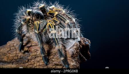 Grammostola Pulchripes tarantula (Chaco Golden Knee) on dark blue  background. Large Tarantula with yellow and black hair on log. Studio Shot Stock Photo