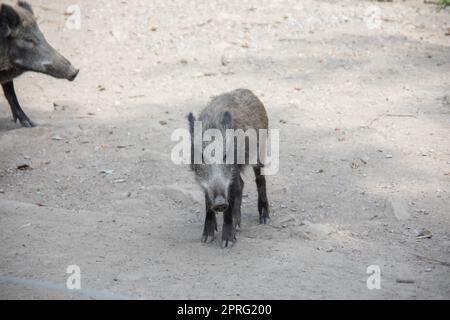 Wild boar with freshlings in the mud Stock Photo