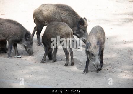 Wild boar with freshlings in the mud Stock Photo