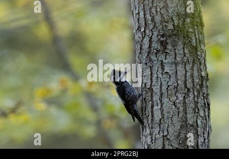 Three-toed woodpecker (Picoides tridactylus) close up Stock Photo