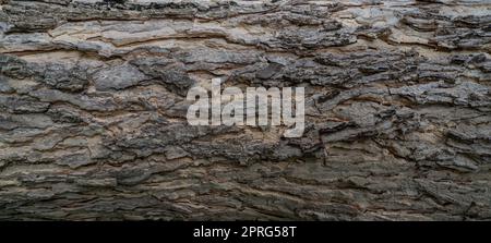 Full frame tree bark texture background. Gray wood skin abstract background. Pattern of natural tree bark texture. Rough surface of trunk. Nature background. Carbon neutral concept. Bark of rain tree. Stock Photo