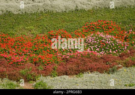 Garden with ivy-leaved pelargonium in flower. Stock Photo