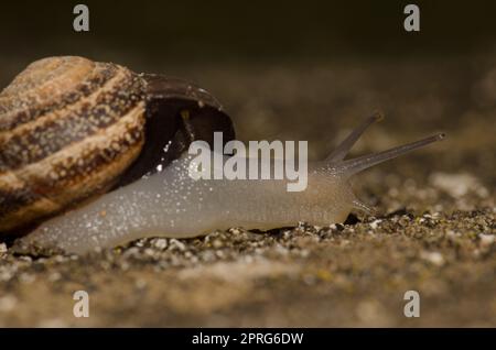 Milk snail Otala lactea. Stock Photo