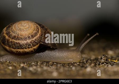 Milk snail Otala lactea. Stock Photo