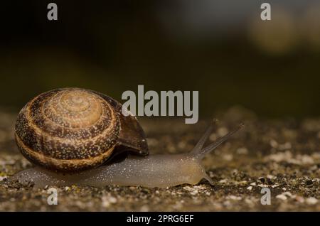 Milk snail Otala lactea. Stock Photo