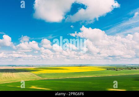 Aerial View Of Agricultural Landscape With Flowering Blooming Rapeseed, Oilseed And Green Young Wheat Field In Spring Season. Blossom Of Canola Yellow Flowers. Beautiful Rural Landscape. Stock Photo