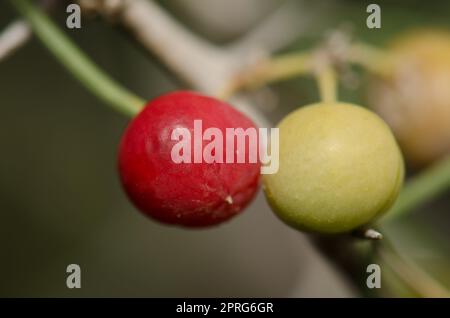 Fruits of the shrub Asparagus pastorianus. Stock Photo