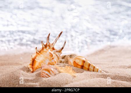Scorpion spider conch shell and other seashells in sand on a background of sea. Close up. Stock Photo