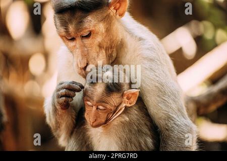 Goa, India. Bonnet Macaque - Macaca Radiata Or Zati Is Looking For Fleas On Its Cub. Close Up. Monkey Stock Photo