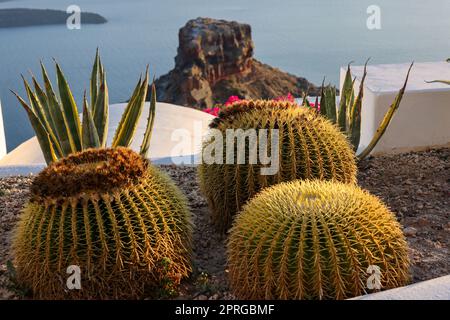 Close-up of cacti and aloes growing in a flower bed in Santorini. Stock Photo