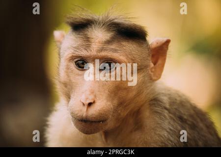 Goa, India. Bonnet Macaque - Macaca Radiata Or Zati. Monkey Close Up Portrait Stock Photo