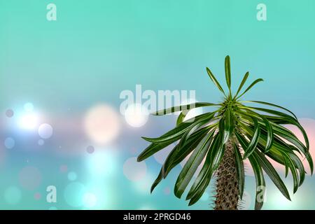 Palm tree over abstract blurred sunny tropical beach background. Madagascar palm cactus growing in Madagascar and Africa. Succulent plant. Stock Photo