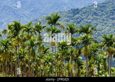 Areca catechu tree on mountain Stock Photo