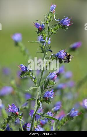 a close-up with a bumblebee on an Echium vulgare flower in Switzerland Stock Photo