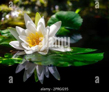 White water lilly blossom in a pond Stock Photo