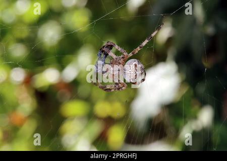 Gartenkreuzspinne (Araneus diadematus) hat in ihrem Netz eine Libelle erbeutet Stock Photo