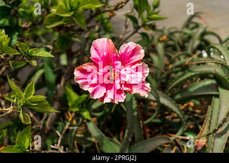 Hibiscus rosa-sinensis flower close-up in the city garden. Stock Photo