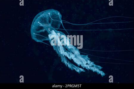 White Jellyfish dansing in the dark blue ocean water. . High quality photo Stock Photo