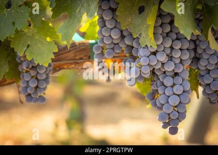 Beautiful Lush Wine Grape Bushels In The Vineyard Stock Photo