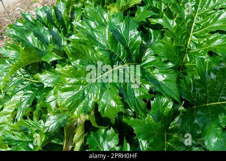 The leaves of Acanthus mollis Stock Photo