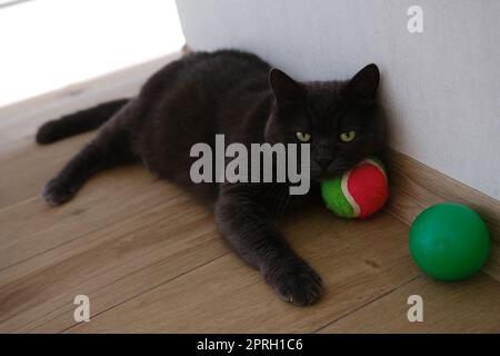 British Shorthair cat watching her colorful ball Stock Photo