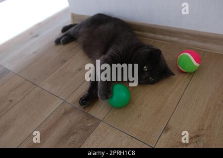 British Shorthair cat watching her colorful ball Stock Photo