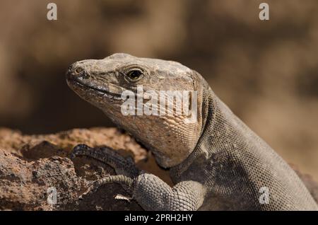 Male Gran Canaria giant lizard Gallotia stehlini. Stock Photo