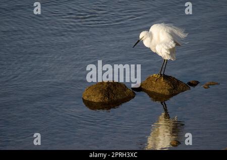 Little egret shaking its plumage. Stock Photo