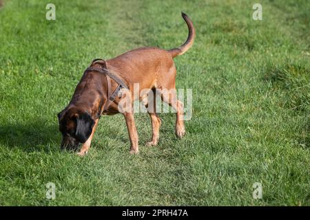 tracker dog sniffing in the grass for scent Stock Photo
